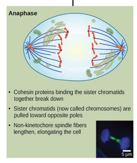 <p>anaphase</p>