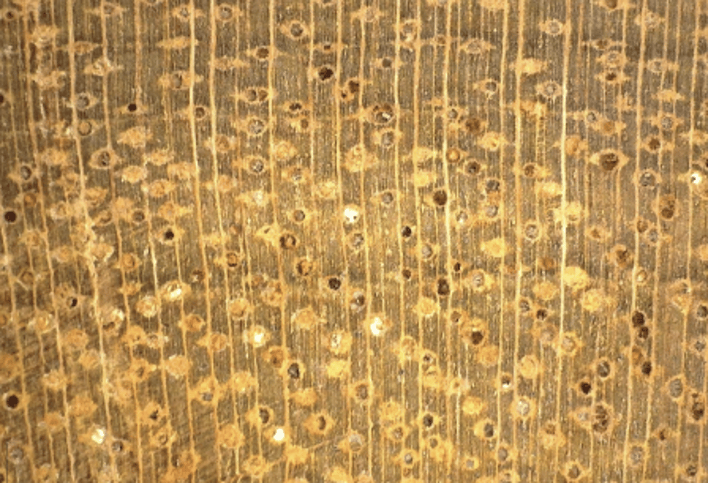 <p>Whitish chalky deposits; abundant tyloses; more aliform parenchyma; mod. broad wood rays</p>