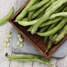 <p>FAVA BEANS</p>