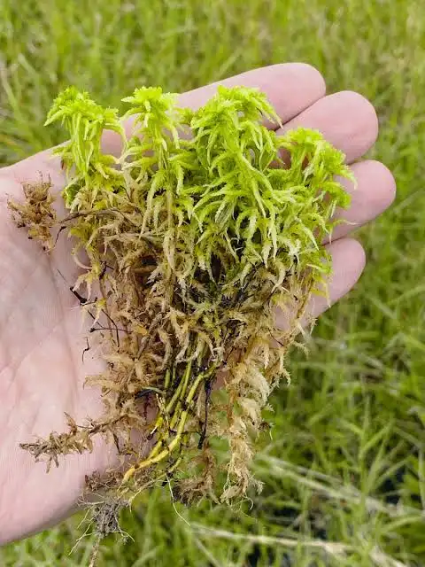 <p>Moss spp </p>