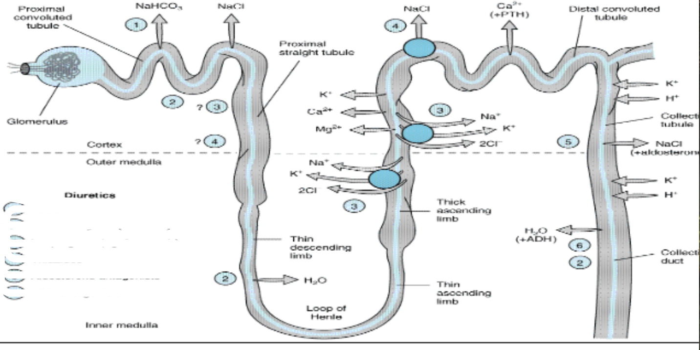 <p>where do osmostic agents work </p>