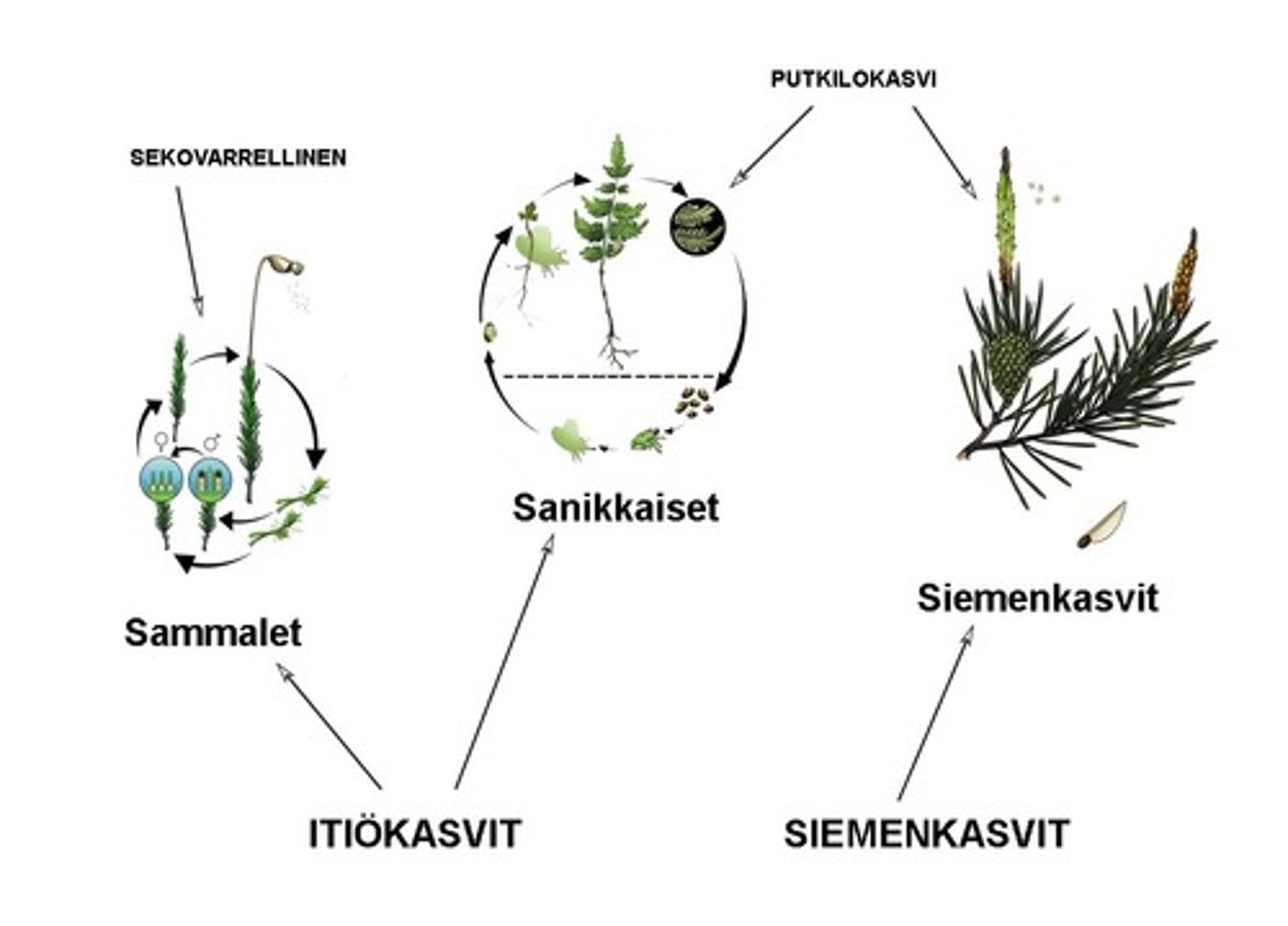 <p>Kasvikunnan yksi kaari. Lisääntyvät siementen avulla. Paljas- ja koppisiemeniset.</p>