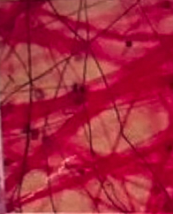 <p>What tissue is this?</p>