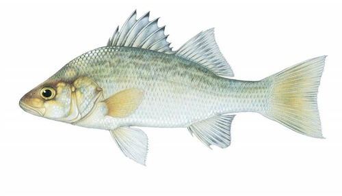 <p>White perch (silver)</p>