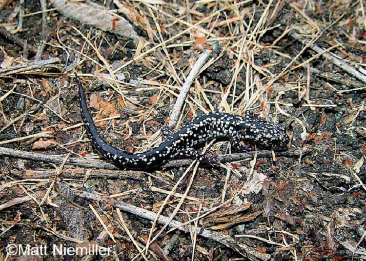 <p><span>A large salamander (4.5 to 8.0 inches in length) has black dorsum with small, white, or silver spots scattered over the body. The belly is lighter than the back and the tail is round.</span></p>