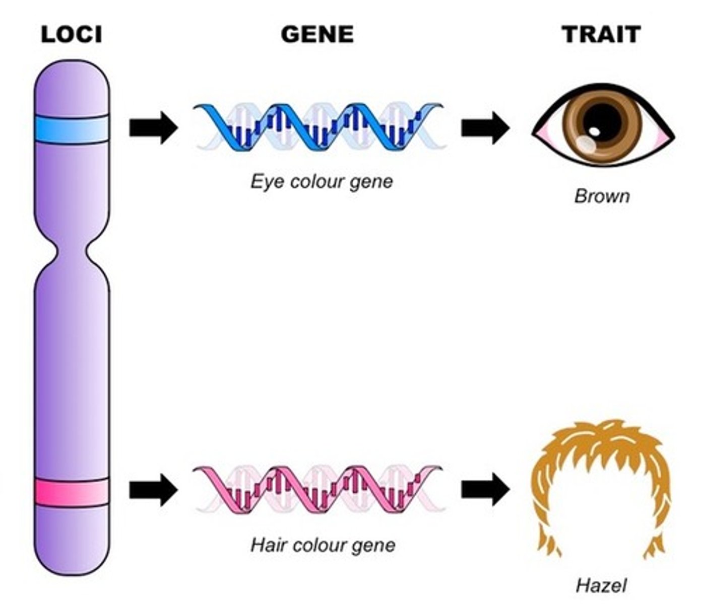 <p>Location of a gene on a chromosome</p>