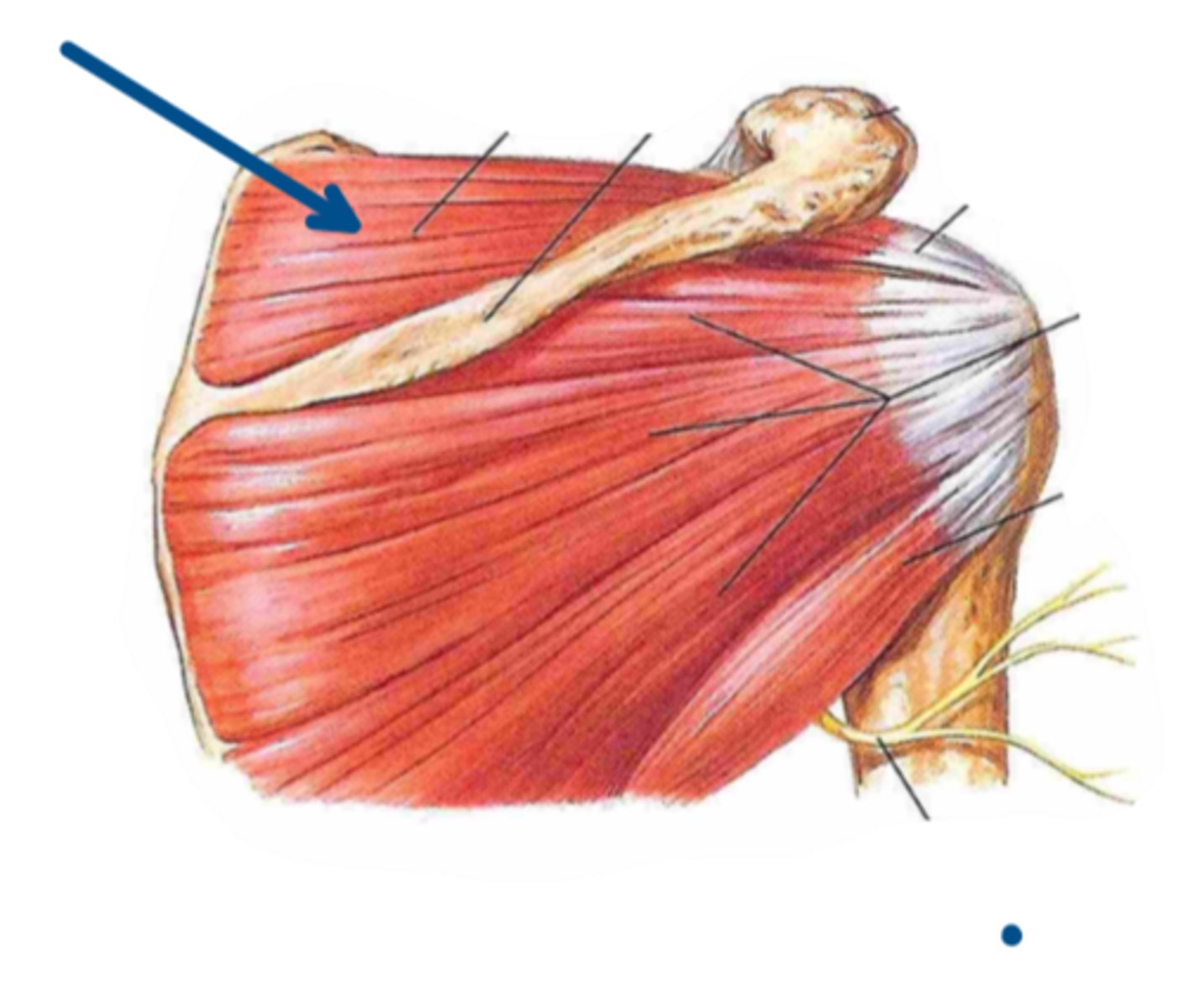 <p>Identify the insertion of the structure indicated by the arrow</p>