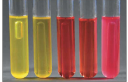 <p><strong>Negative for fermentation (and potential peptone utilization)</strong><span>. The bacteria did not ferment the carbohydrate and instead broke down the peptone in the medium, producing alkaline byproducts that turned the indicator fuchsia.</span></p>