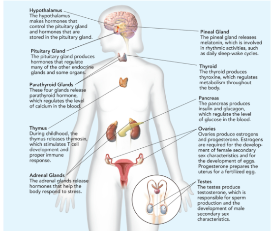 produces testosterone (sperm production and the formation of the physical characteristics associated with puberty). 