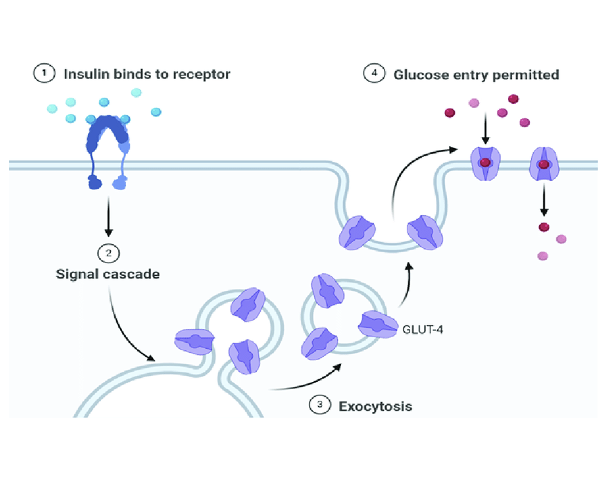 <p><span>•Key <strong>insulin-dependent</strong> transporter</span></p><p><span>•Found in adipocytes, skeletal and cardiac myocytes</span></p><p><span>•Insulin stimulates translocation of GLUT4 to the cell membrane</span></p>
