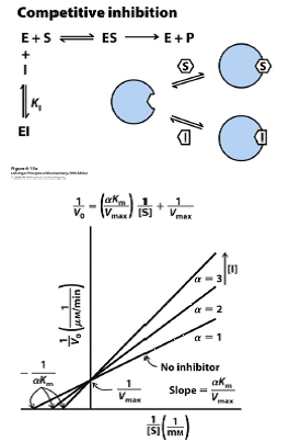 <p>Slope changes by factor of α. Slope becomes αKm/Vmax. X-intercept becomes 1/αKm Y-intercept does not change. Vmax does not change.</p>