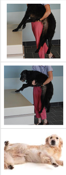 <p>Postural Reaction Tests</p><p>Name and Other features/function?</p>