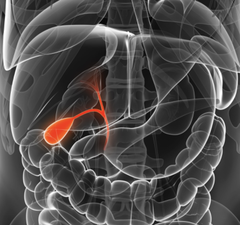 <p>chief function is the storage of bile</p>