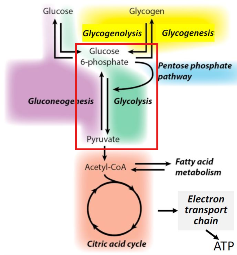 <p>The <u>breakdown of glucose</u> (either anaerobic [no O<sub>2</sub>]<sub>&nbsp;</sub>or aerobic [O<sub>2</sub>])</p><ul><li><p>Lysis = break down</p></li></ul><p></p>