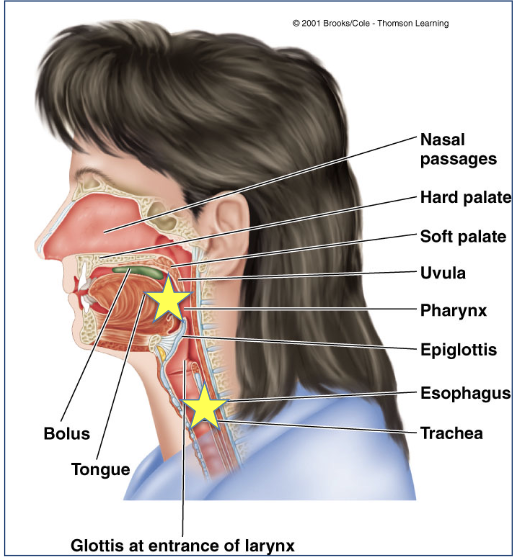 <p><span style="color: rgb(255, 255, 255);"><span>refers to the entire process of moving food from the mouth, through pharynx<br>and esophagus, to the stomach in two stages</span></span></p><ul><li><p><span style="color: rgb(255, 255, 255);"><span>is a sequentially programmed all-or-none reflex, initiated when bolus is voluntarily forced by tongue to rear of mouth into pharynx</span></span></p><ul><li><p><span style="color: rgb(255, 255, 255);"><span>can be initiated voluntarily but cannot be stopped once it has begun</span></span></p></li></ul></li></ul><p></p>