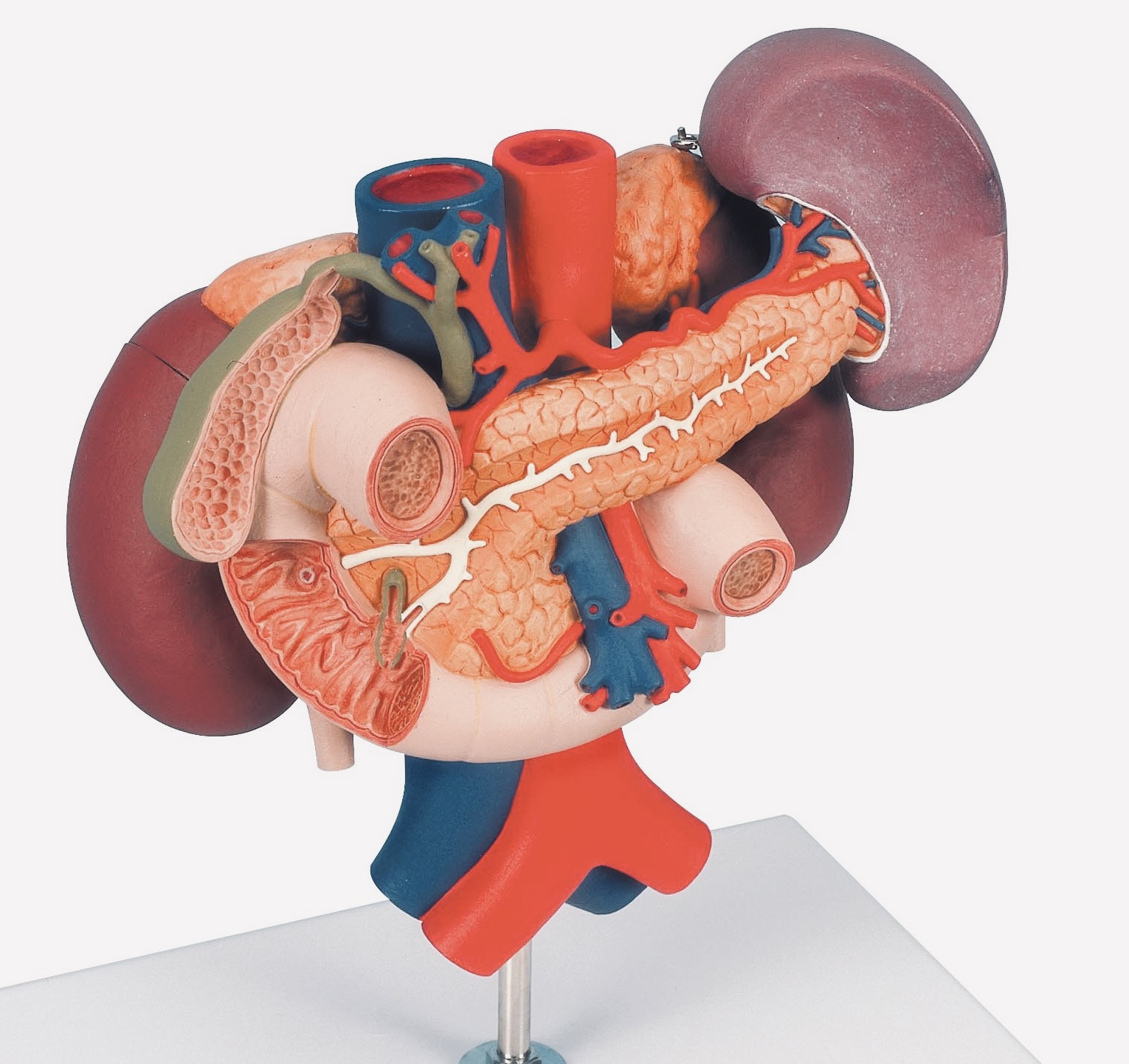 <p>Spleen</p>