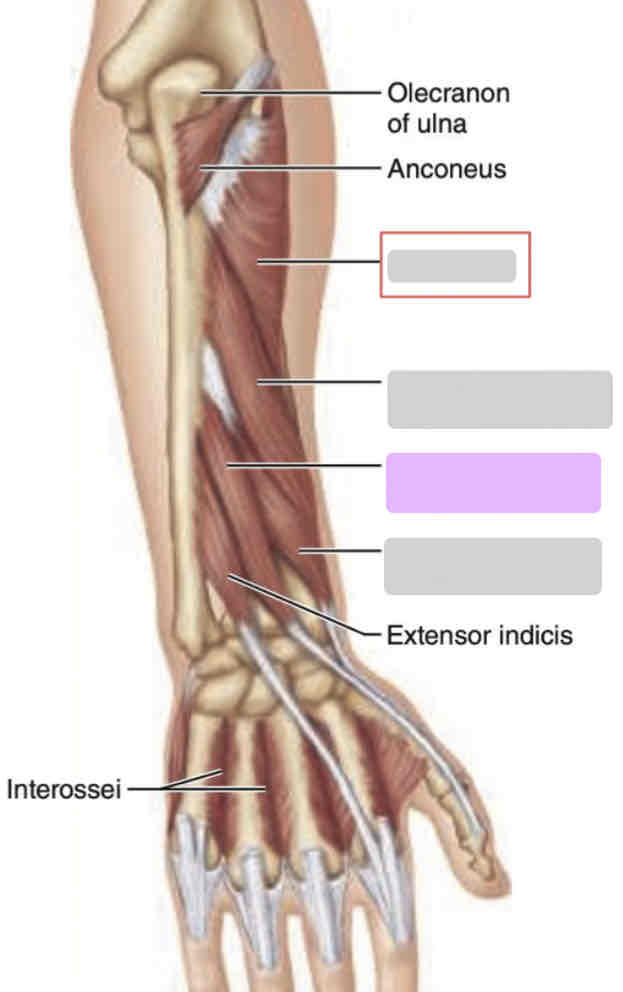 <p>Prone arm</p>