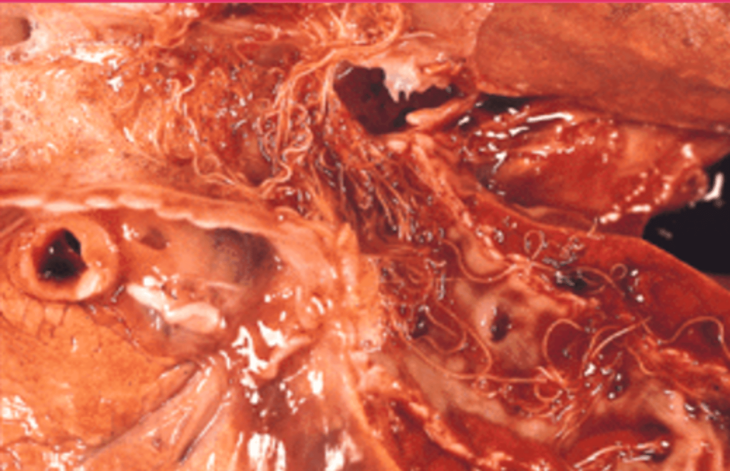 <p>what are these large nematodes in the trachea and bronchi of a ruminant?</p>