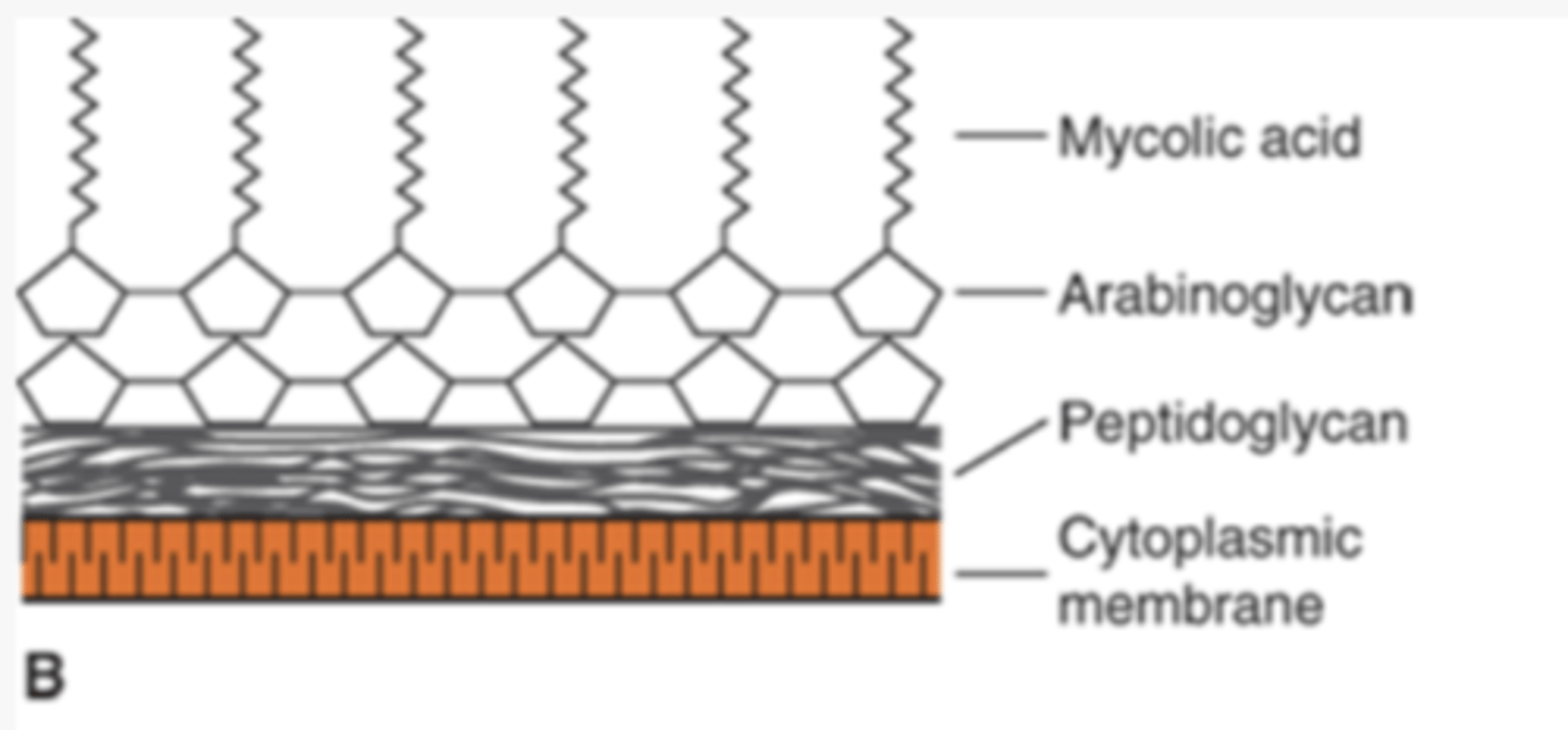 <p>high concentration of lipids - mycolic acids </p>
