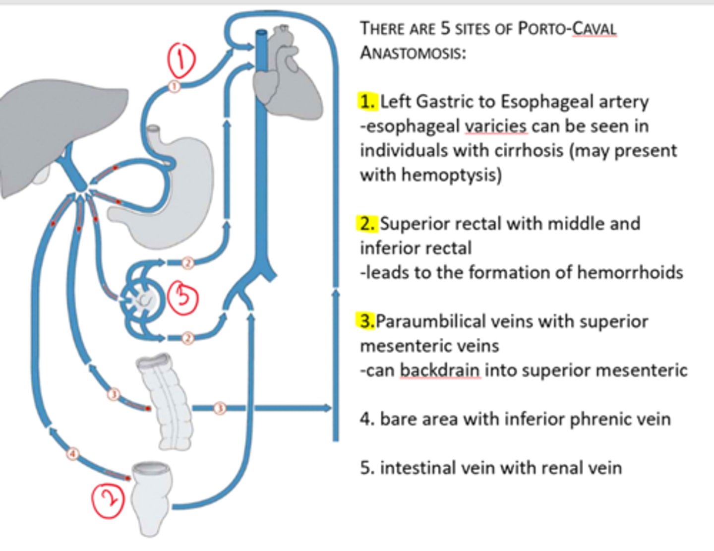 <p>Note that the three highlighted can exhibit increased pressure in patients with liver cirrhosis</p>
