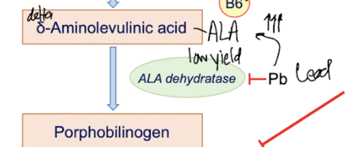 <p>ALA is converted into porphobilinogen by ALA dehydratase. This cytosolic enzyme is inhibited by Pb (lead), but no one really gives a damn because this enzyme is low yield.</p>