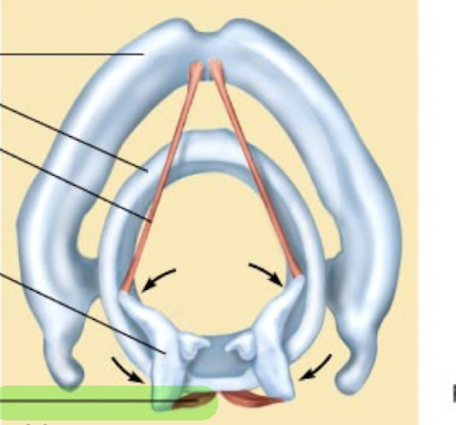 <p>What is this structure?</p>