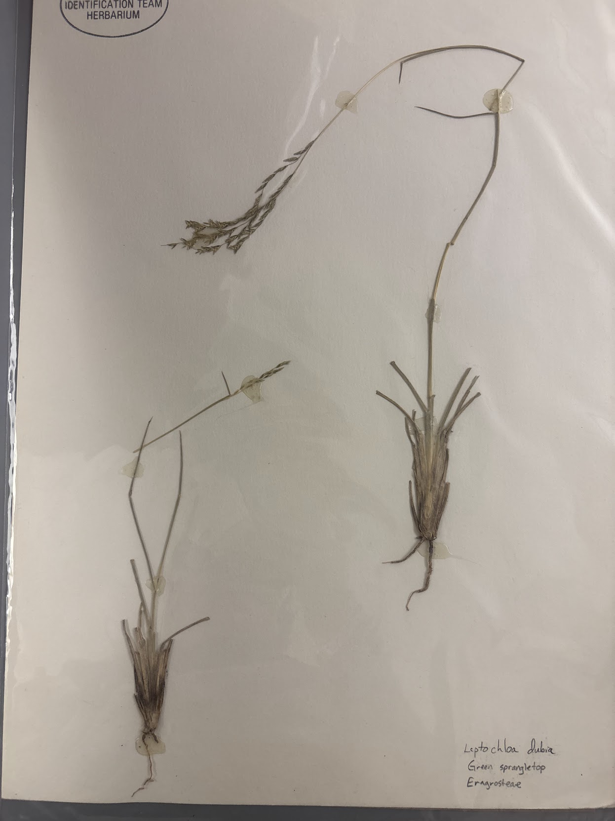 <p>Eragrosteae - Leptochloa dubia - green sprangletop </p>