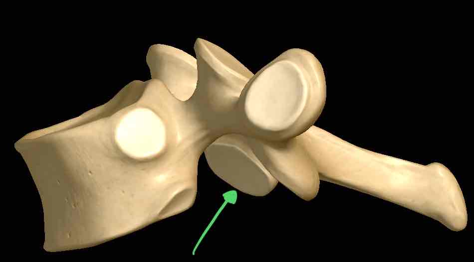 <p>Name this structure </p>