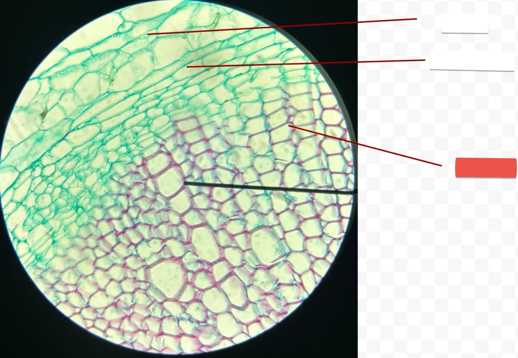 <p>identify the part in red</p>