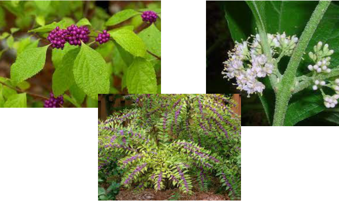 -berries clumped together, flush against the stem
-wider leaves