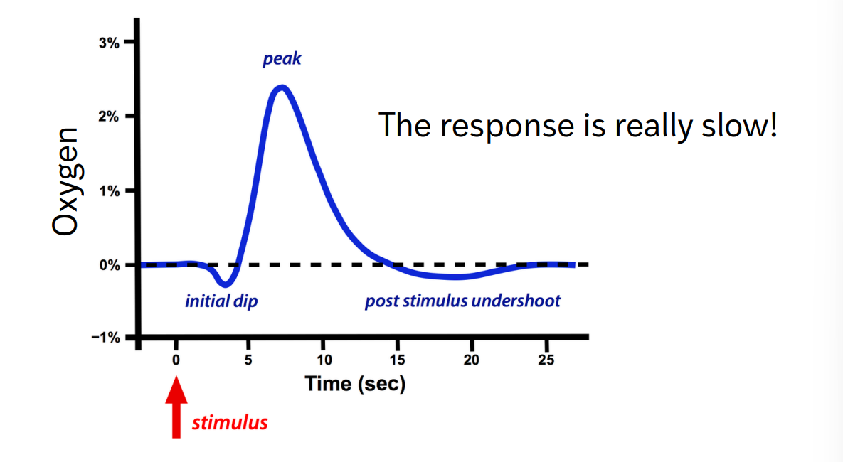 <p>when neurons fire, they require energy (glucose/oxygen) and consume it</p><p>record oxygen in blood</p><ul><li><p>stimulus, slow esponse, initial dip in oxygen (using it up)—&gt; then peak (brain oversupplies&nbsp; that part of brain w oxygen) —&gt; post stimulus undershoot</p></li></ul><p>very slow and can be measured easily using PET or fMRI</p><p></p>