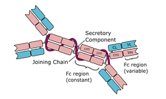 <p>Which immunoglobulin is this?</p>