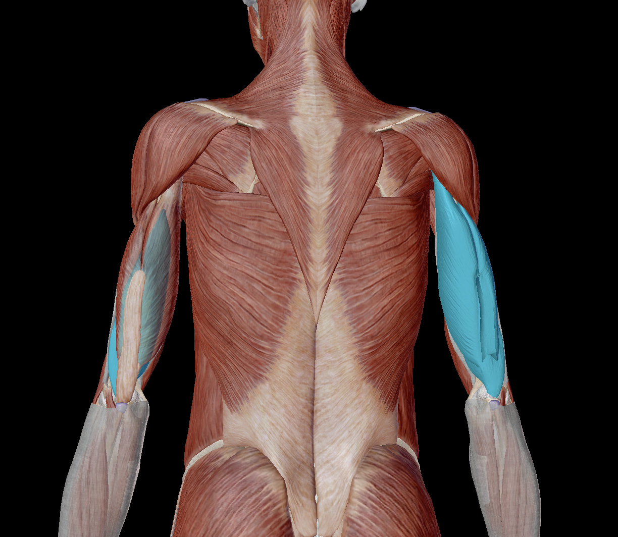 <p>What are the posterior compartment of the arm?</p>