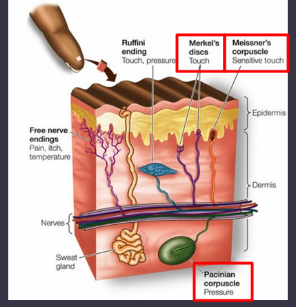 <p>mechanoreceptors in the skin</p>