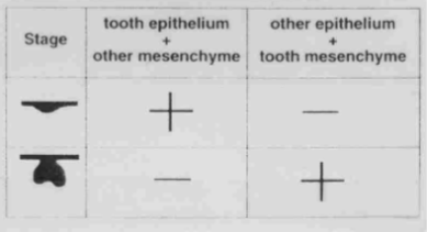 <p>-ectodermal FGF8 and BMP4 signals lead to expression of different homeobox-containing genes in mesenchyme</p><p>-determination controlled by epithelial-mesenchymal signaling</p><p>-Homeobox code model: incisors- (+) MSX1/2, ALX3, (-) BARX1, DIX1/2; canine/premolar- (+) MSX1/2, DIX1/2, (-) ALX3, BARX1; molars- (+) BARX1, DIX1/2, MSX1/2, (-)ALX3</p>