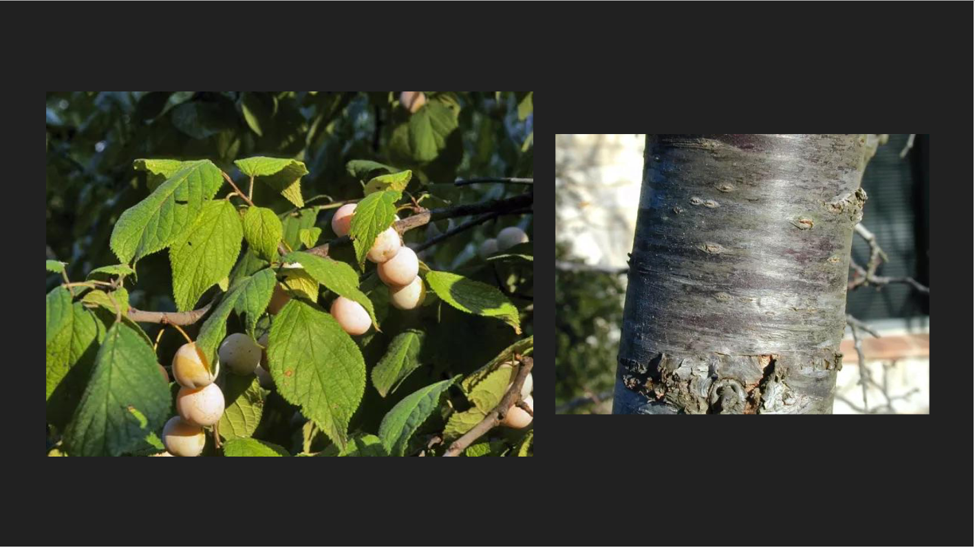 <p>Prunus mexicana</p><p>Mexican Plum</p>