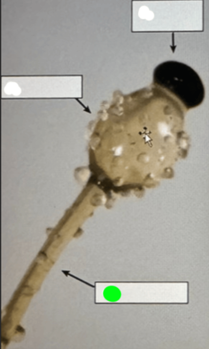 <p>Specialized hyphal structure that holds the sporangium, elevating it for better spore dispersal.</p>