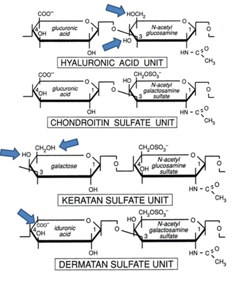 <p>-Hyaluronic acid (hyaluronate)</p><p>-keratan sulfate</p><p>-dermatan sulfate (similar to chondrointin sulfate)</p><p>-chondrointin sulfate</p>