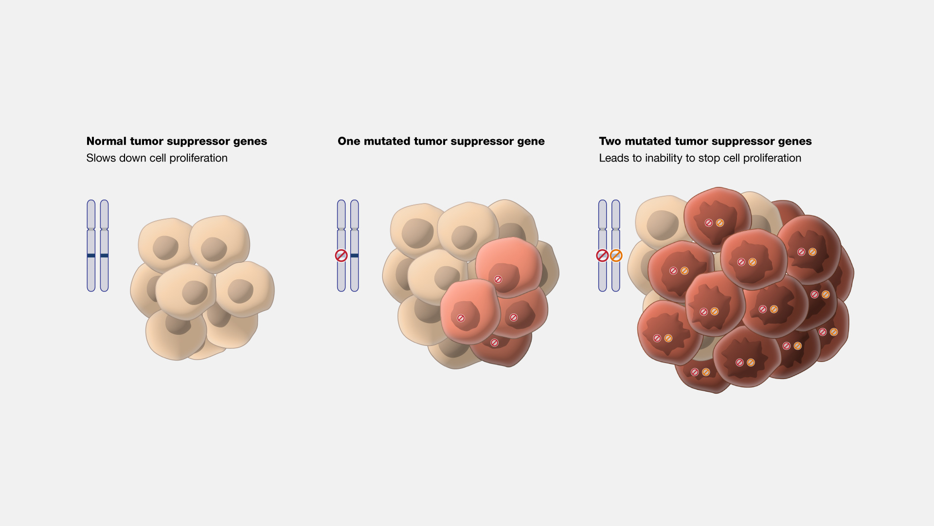 <p>What is a tumor suppressor gene?</p>