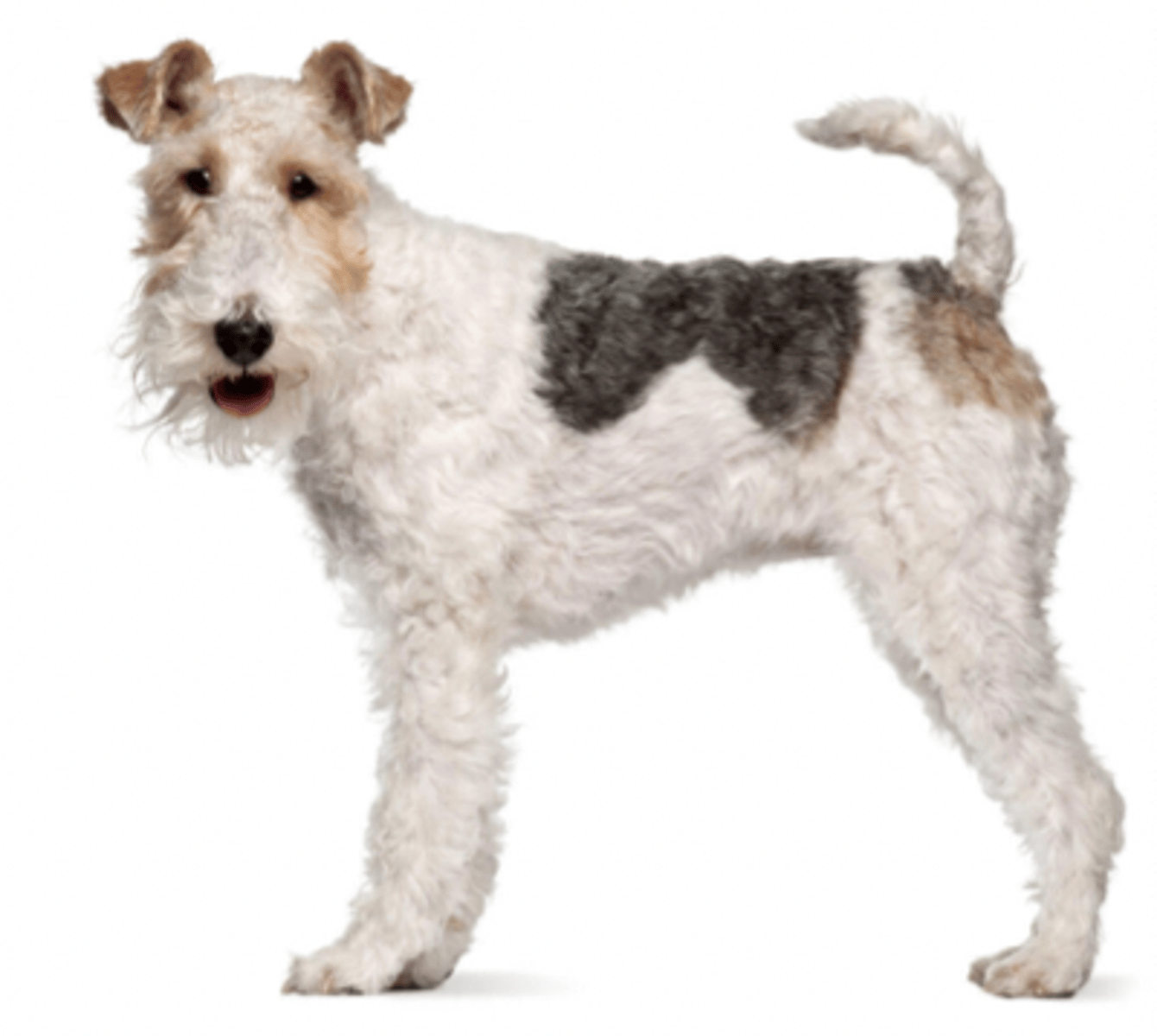 <p>FCI - 3, white with black/brown spots, folded ears</p>