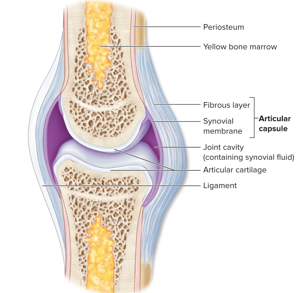 <p>What are synovial joints?</p>