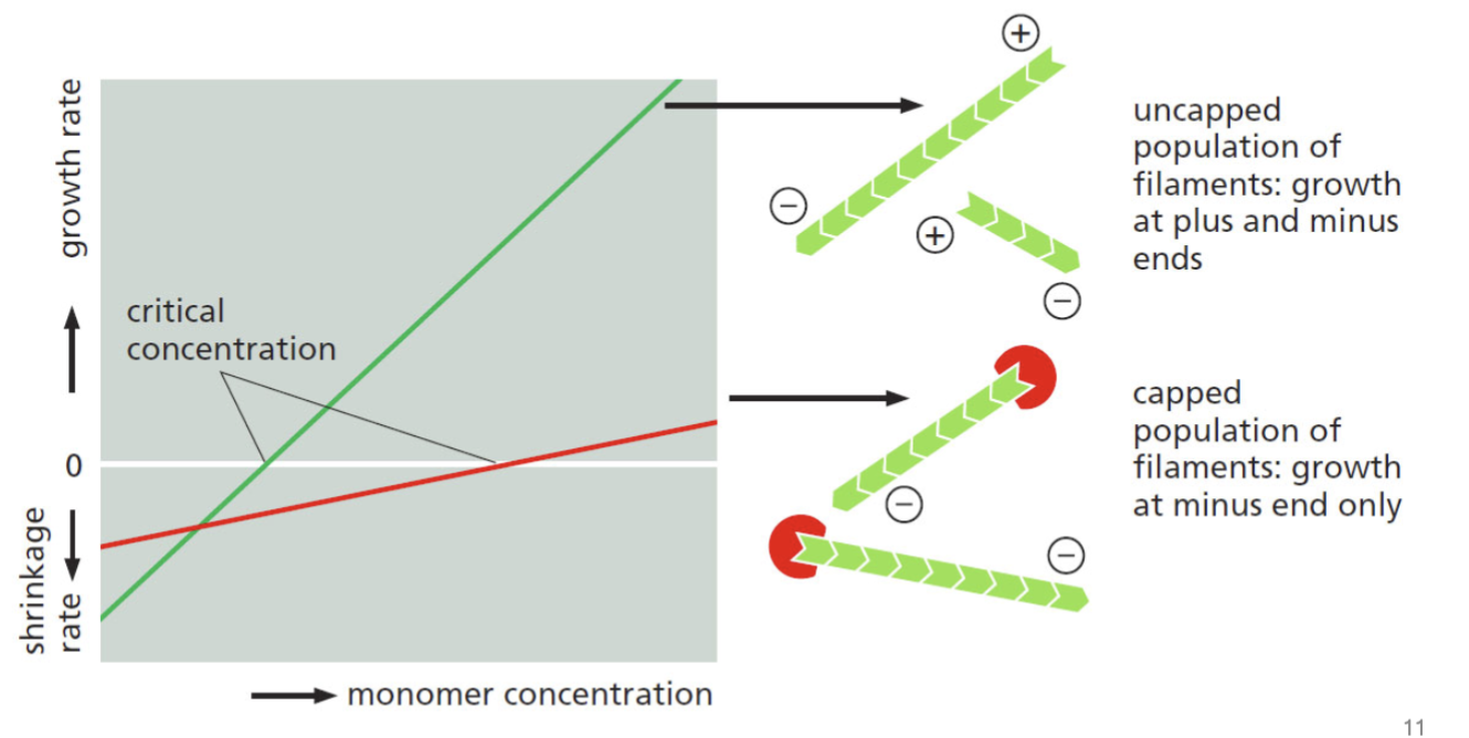 <p>can alter polymerization rates; heterodimer that binds to the plus end of actin filaments, preventing subunit exchange at this site. No sites for G-actin to add easily, and the only available site (minus end) binds poorly to G-actin</p>