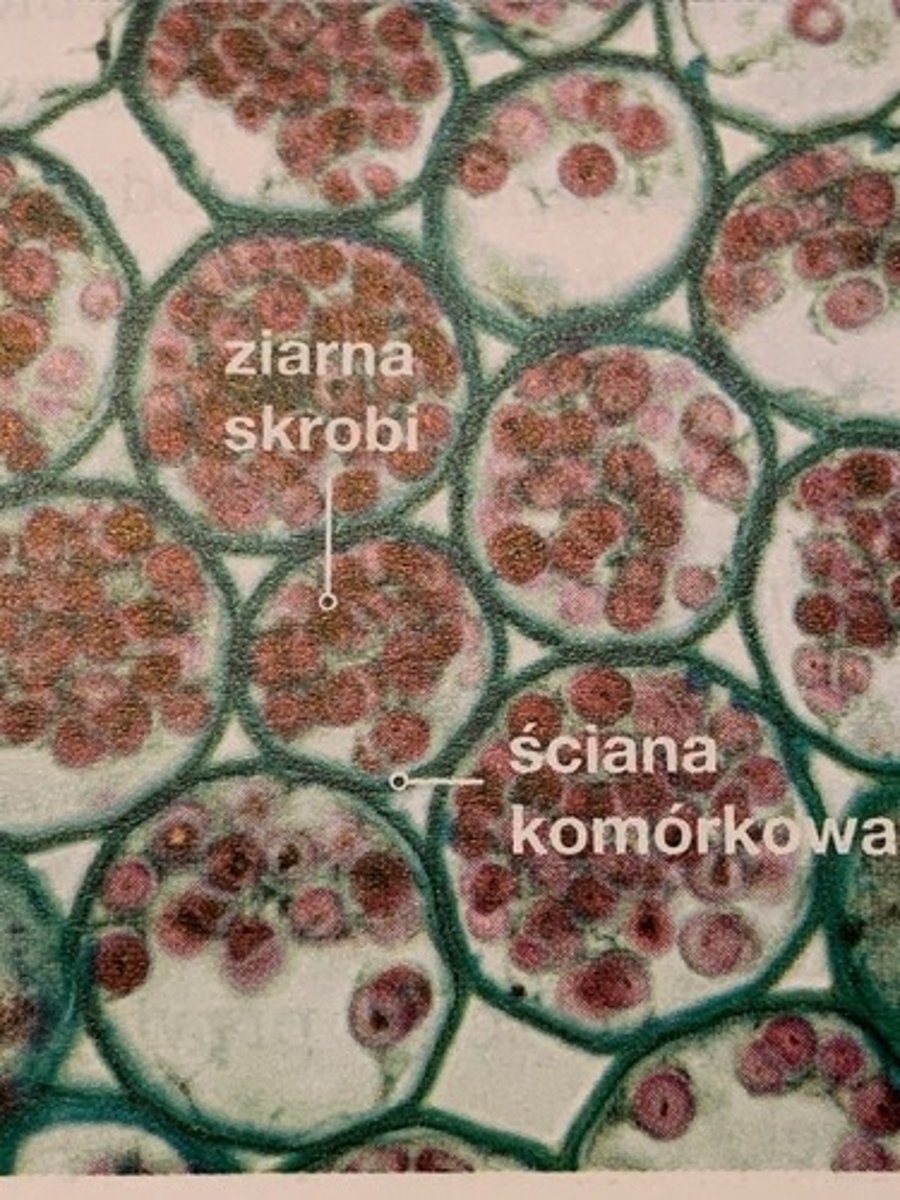 <p>podaj nazwę tkanki</p>