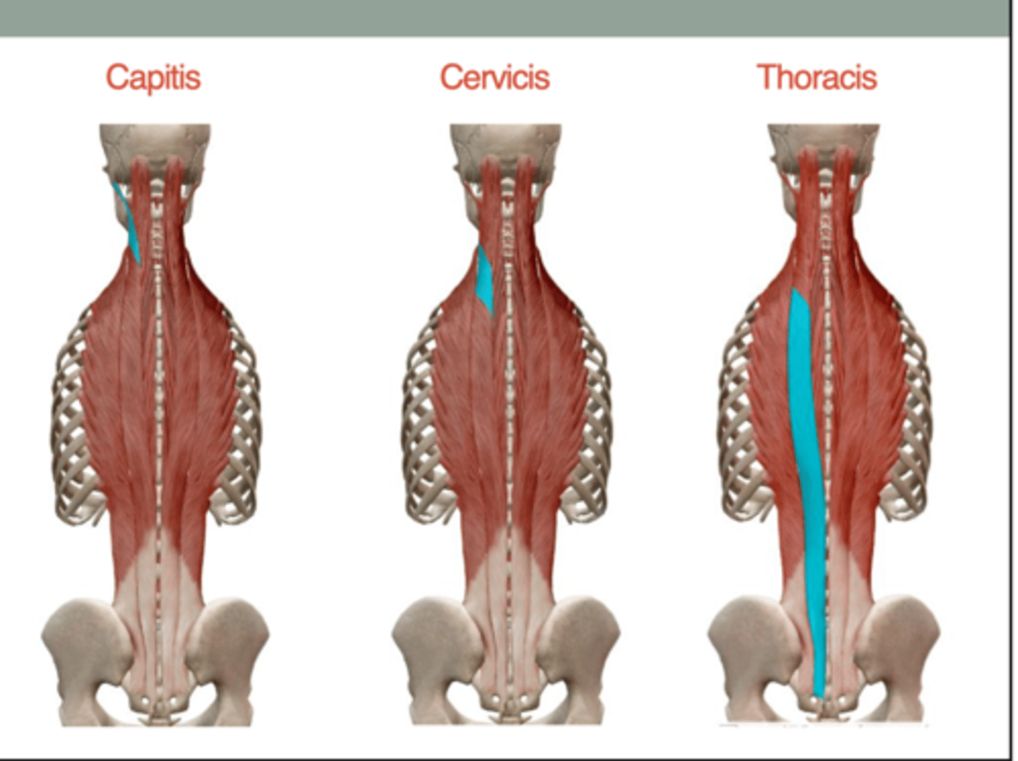 <p>together: extend vertebral column at respective region</p><p>singly: laterally flex vertebral column of respective region</p>