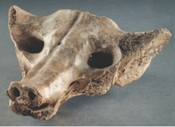 <p>Not a head, a sacrum!</p>