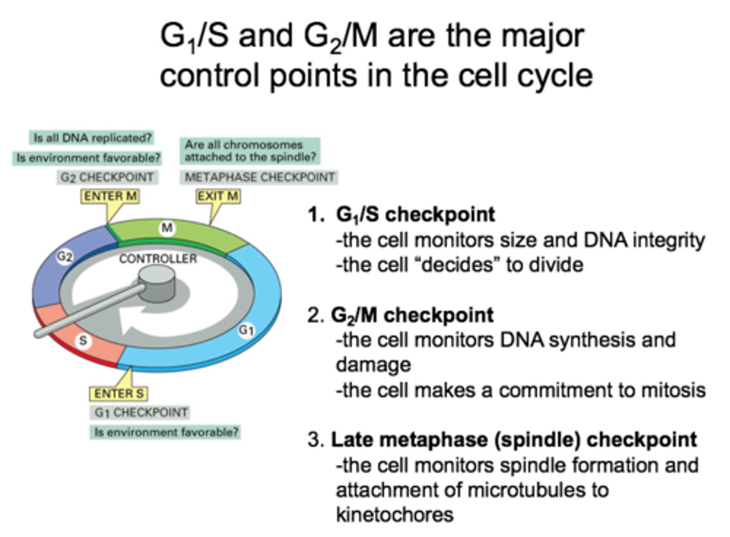 <p>This is the checkpoint that is mainly concerned with whether or not the cell has achieved the adequate size and the organelles have been properly replicated in order to support two daughter cells</p><p>p53 also plays a role in this</p>