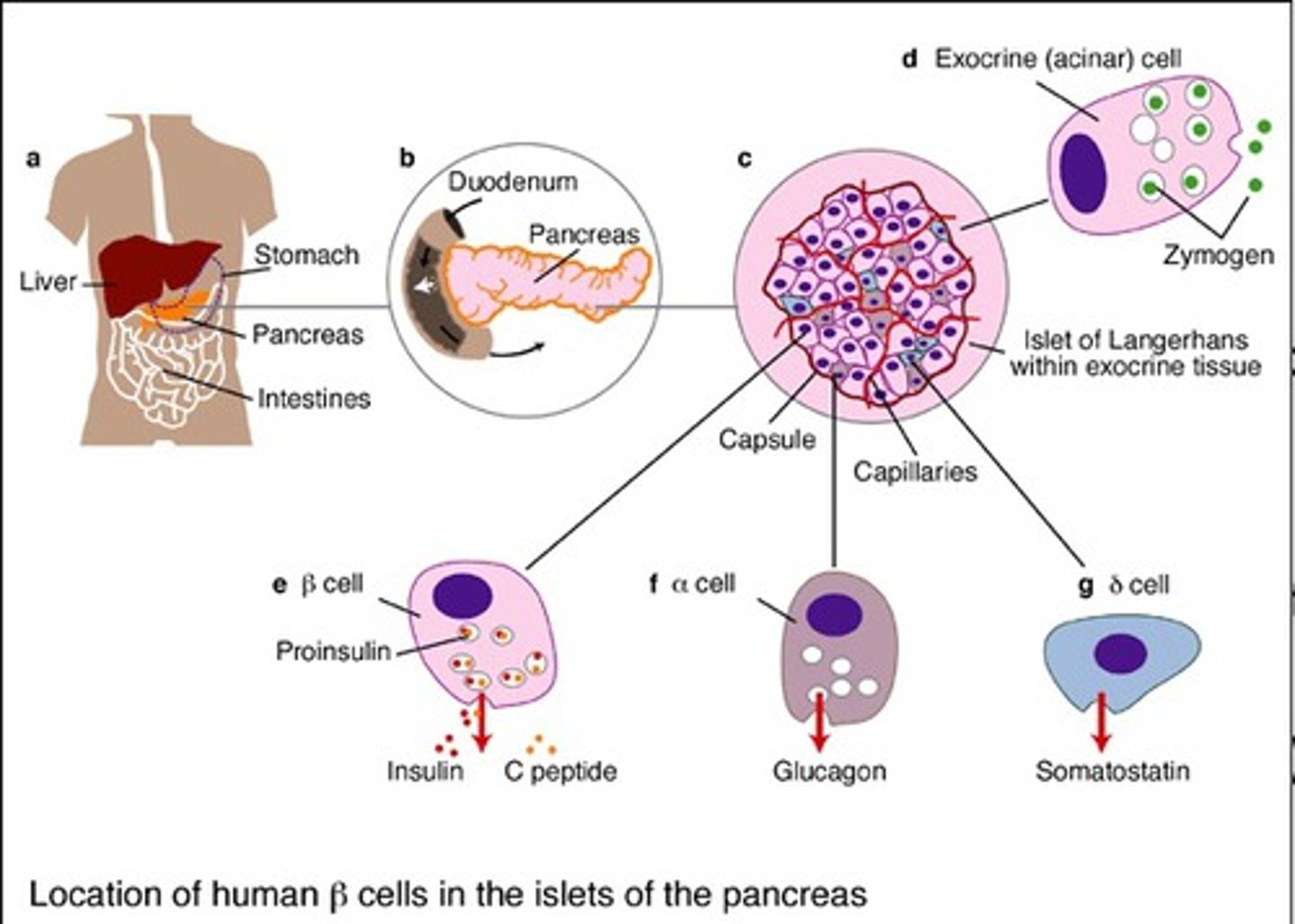 <p>- inhibitory hormone</p><p>- seen in glucose regulation</p><p>- "shut off trigger" for inhibiting glucagon & insulin as needed</p>
