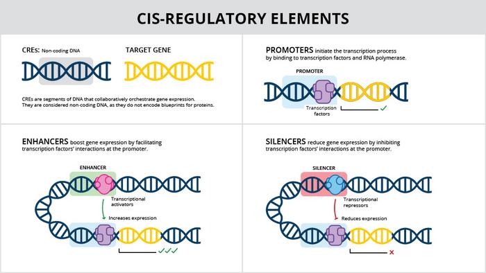 the non-coding section of DNA that controls gene expression [cis elements]