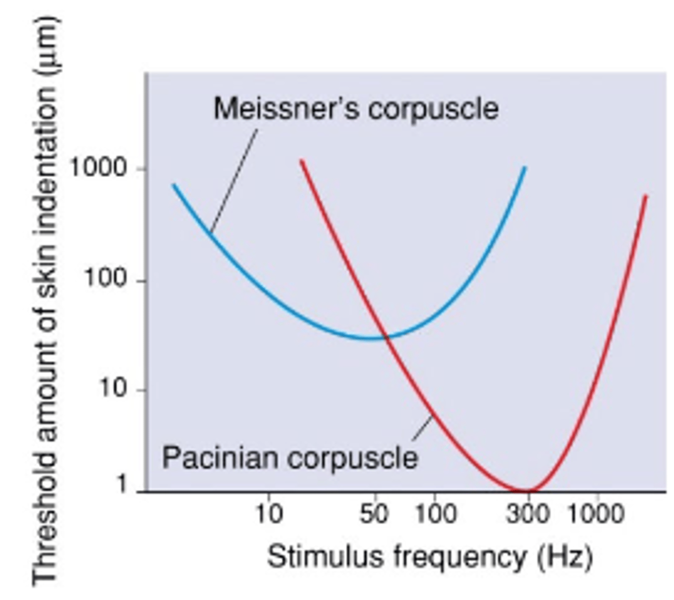 <p>Deep pressure, fast vibrations.<br><br>Respond to light pressure at higher frequencies</p>