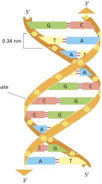 <p>the double helix of DNA contains 10 base pairs/helical turn, and has ___ grooves followed by ___ grooves making the conformation of DNA energetically favourable, and allowing proteins to recognize and make contact with specific DNA sequences </p>